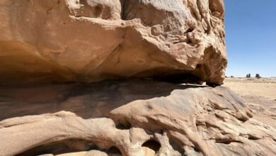 website features and purpose